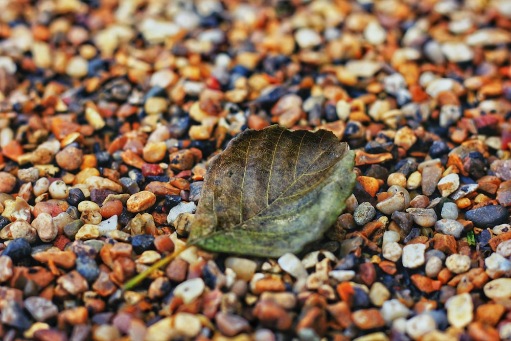 fallen green leaf on stones