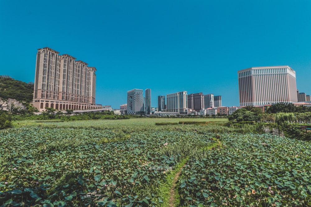 concrete buildings surrounded with green grasses