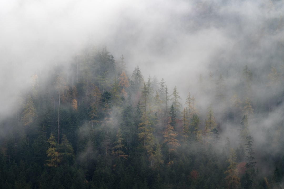 forest trees photograph,