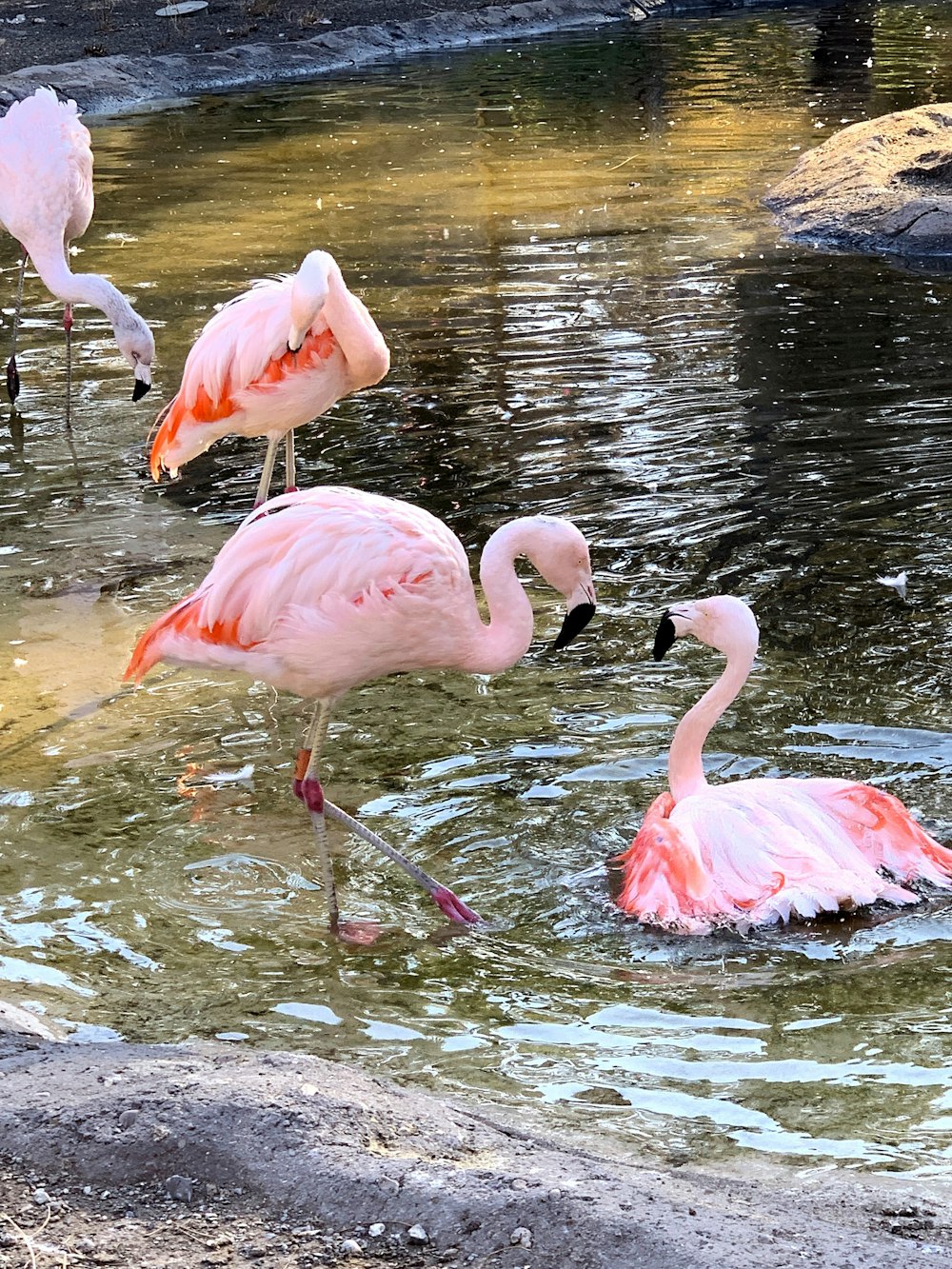 Flamingo의 얕은 초점 사진