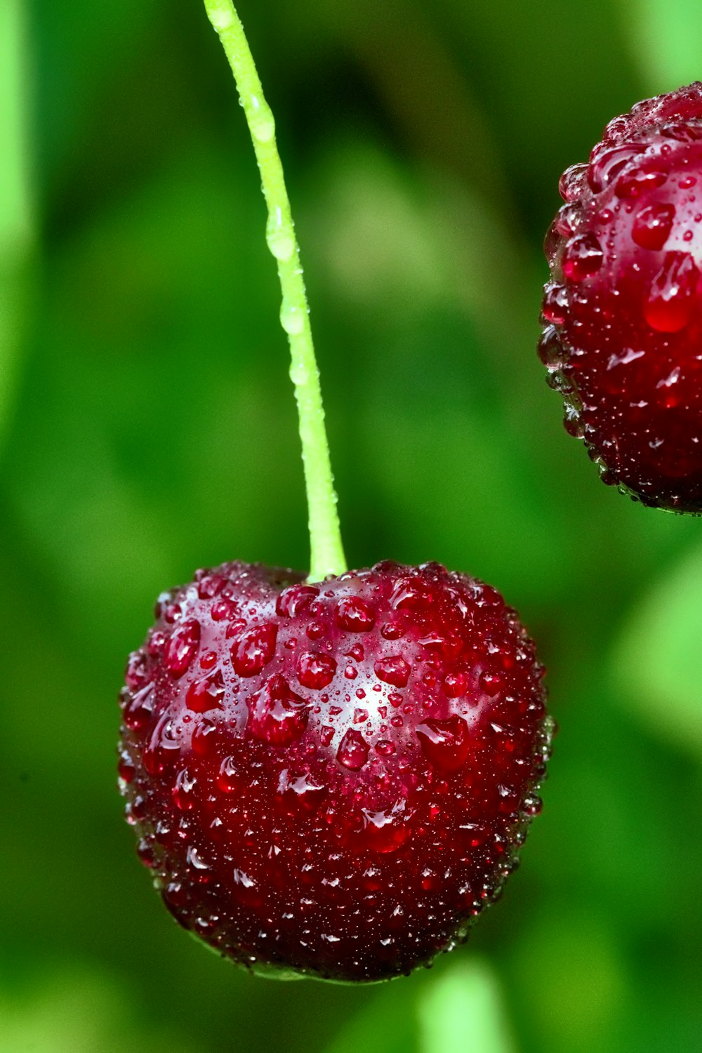 close up photography of red cherry