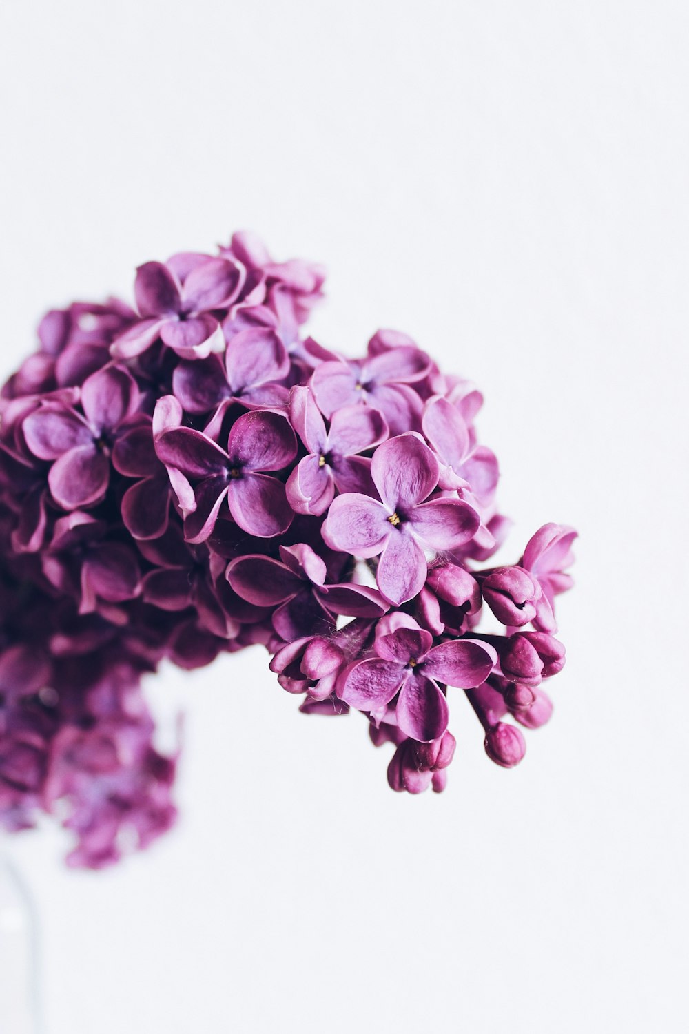 purple flower selective focus photography