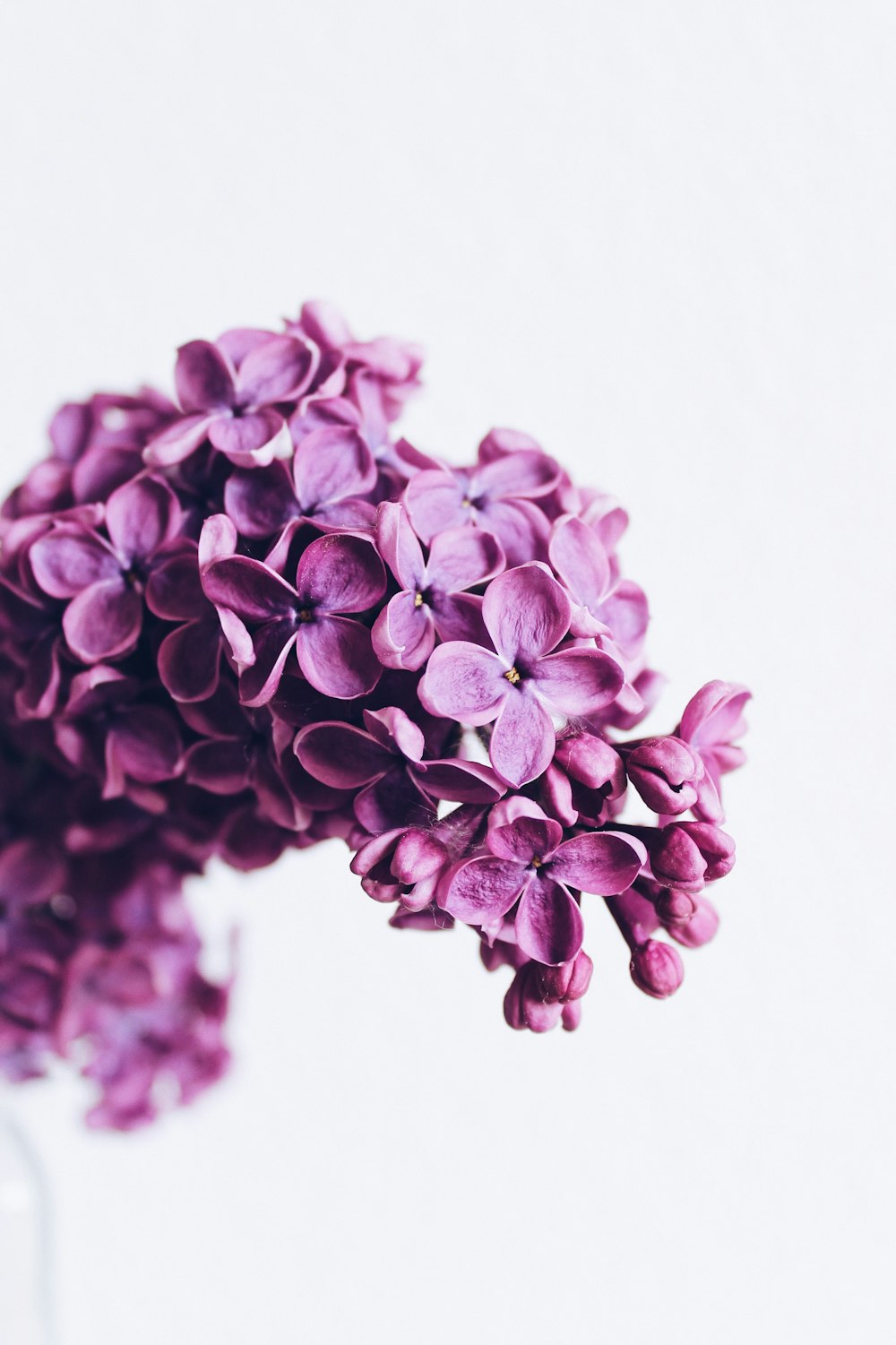 Photographie de mise au point sélective de fleurs violettes