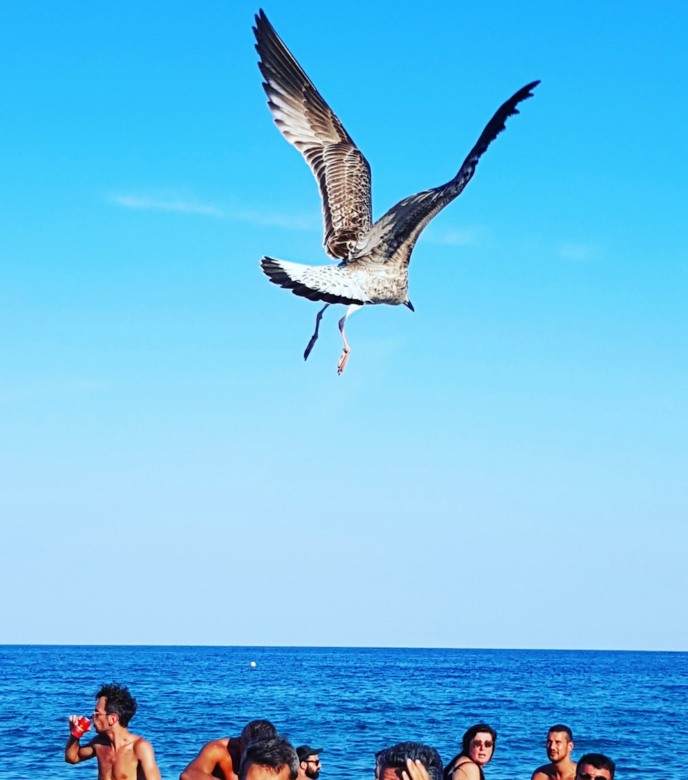 grey bird flying above people in the beach