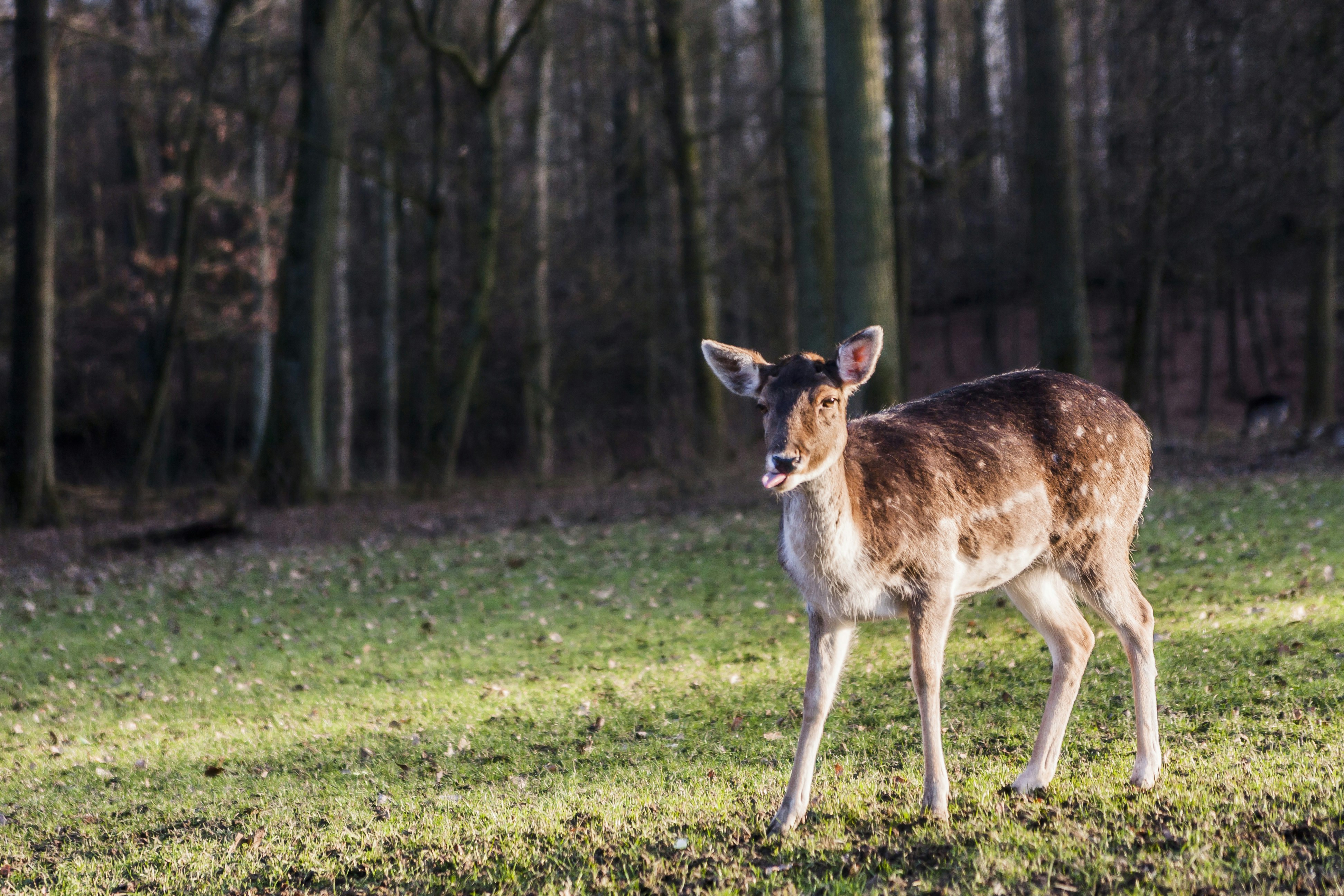 brown and white deer near trees