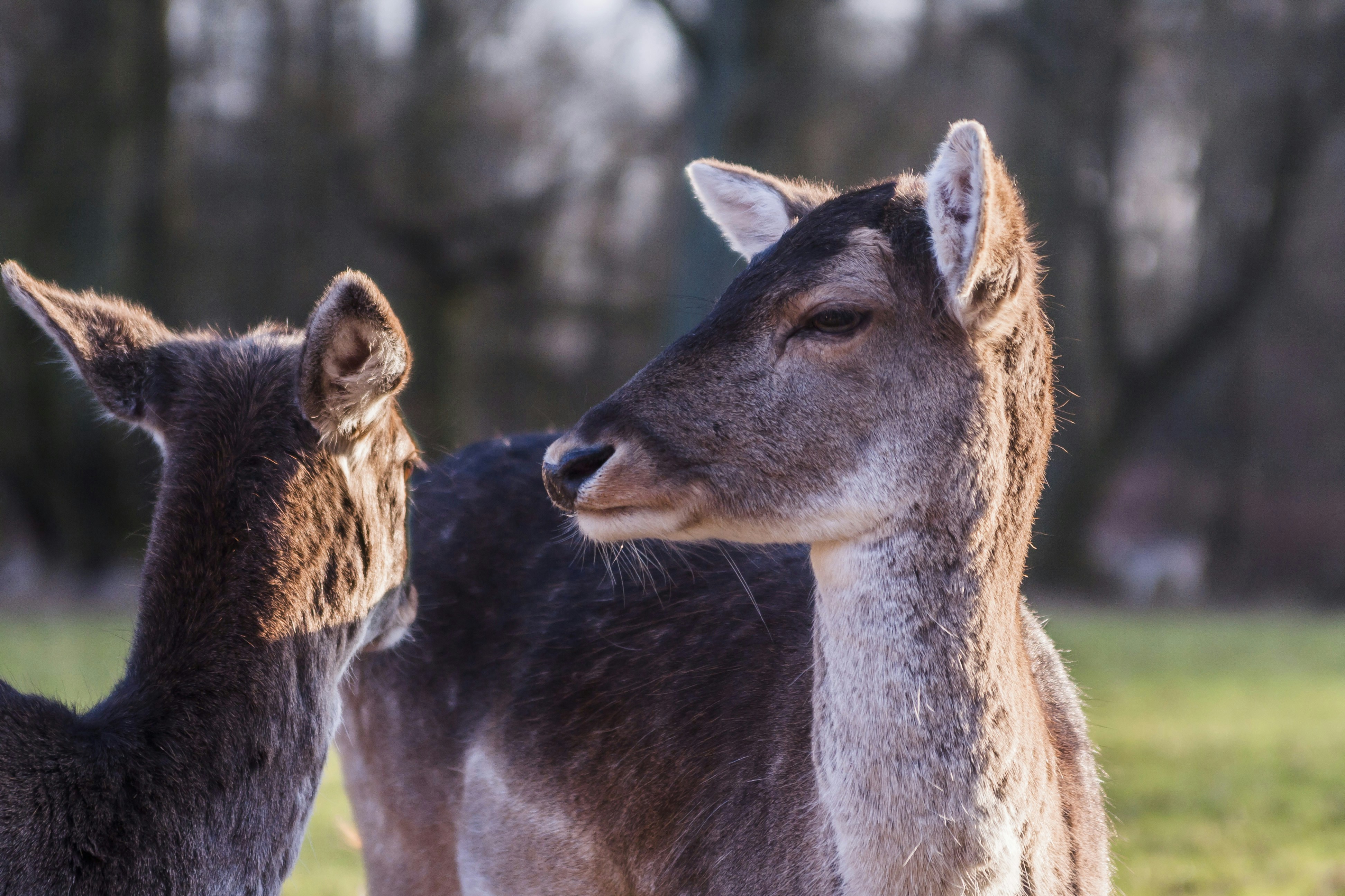 Two Brown Deers Near Trees Photo Free Animal Image On Unsplash