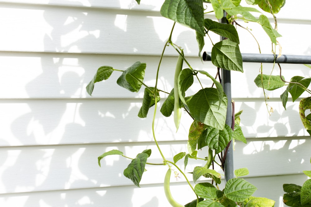 ovate green vine plant