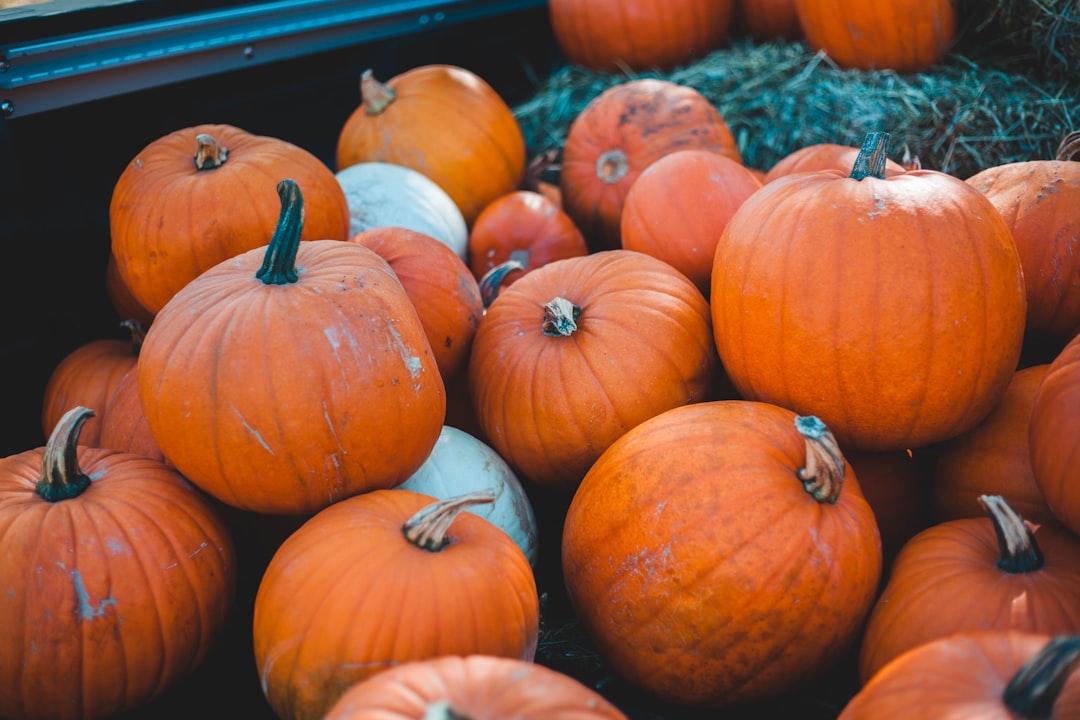 orange and white pumpkins