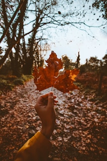 A person holds a large, orange maple leaf in the foreground with a forest path covered in fallen leaves in the background. Bare trees and a cloudy sky frame the scene, suggesting a chilly autumn day.