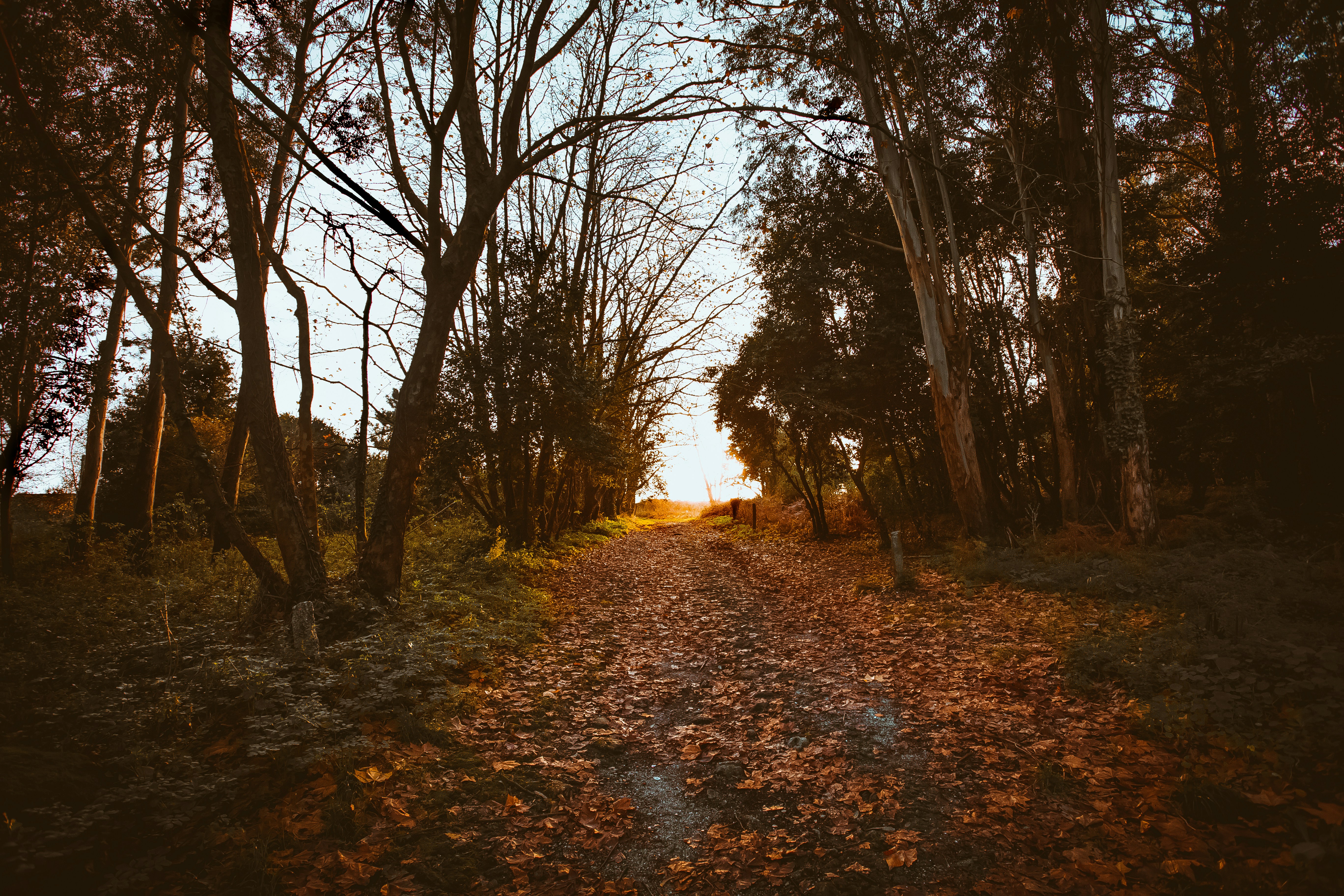 dirt pathway between plants and trees