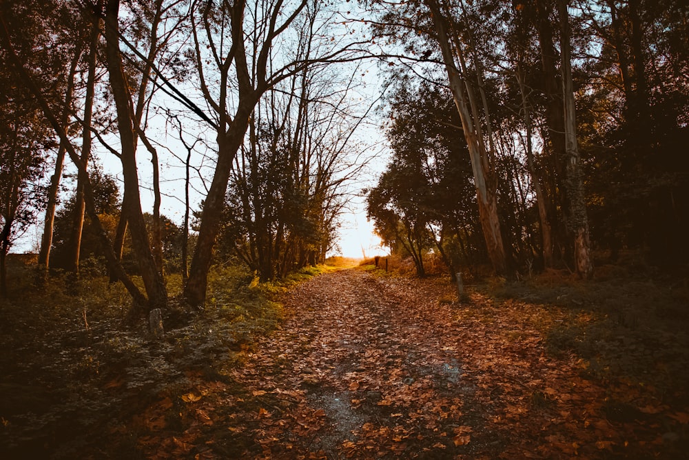 dirt pathway between plants and trees