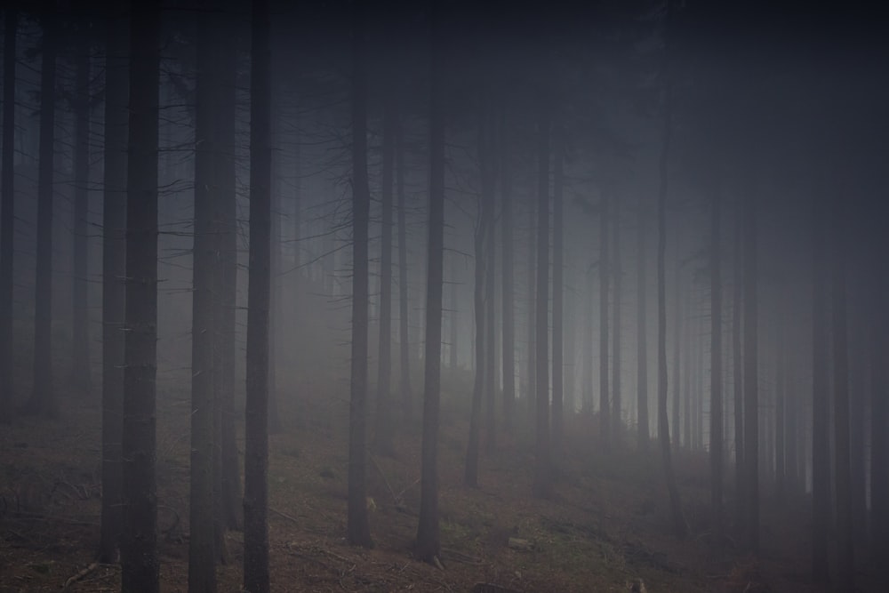 trees in fog