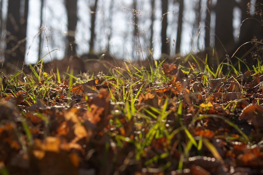 green grass and brown leaves