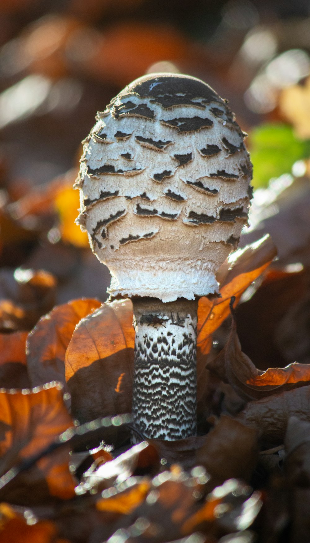 white and gray mushroom