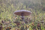 A large mushroom with a textured, white cap and a speckled brown stem is growing in a grassy field. The grass is lush and green, with hints of brown leaves scattered around, suggesting an autumn setting. Light filters through the grass, creating a serene and natural atmosphere.