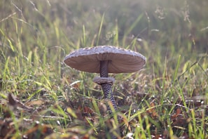A large mushroom with a textured, white cap and a speckled brown stem is growing in a grassy field. The grass is lush and green, with hints of brown leaves scattered around, suggesting an autumn setting. Light filters through the grass, creating a serene and natural atmosphere.