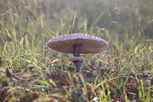 A large mushroom with a textured, white cap and a speckled brown stem is growing in a grassy field. The grass is lush and green, with hints of brown leaves scattered around, suggesting an autumn setting. Light filters through the grass, creating a serene and natural atmosphere.