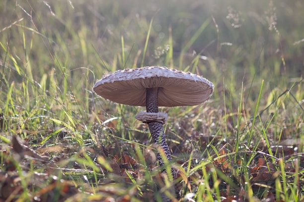 A large mushroom with a textured, white cap and a speckled brown stem is growing in a grassy field. The grass is lush and green, with hints of brown leaves scattered around, suggesting an autumn setting. Light filters through the grass, creating a serene and natural atmosphere.