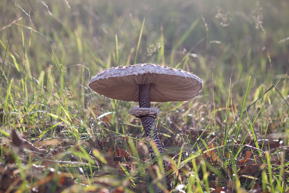 brown mushroom