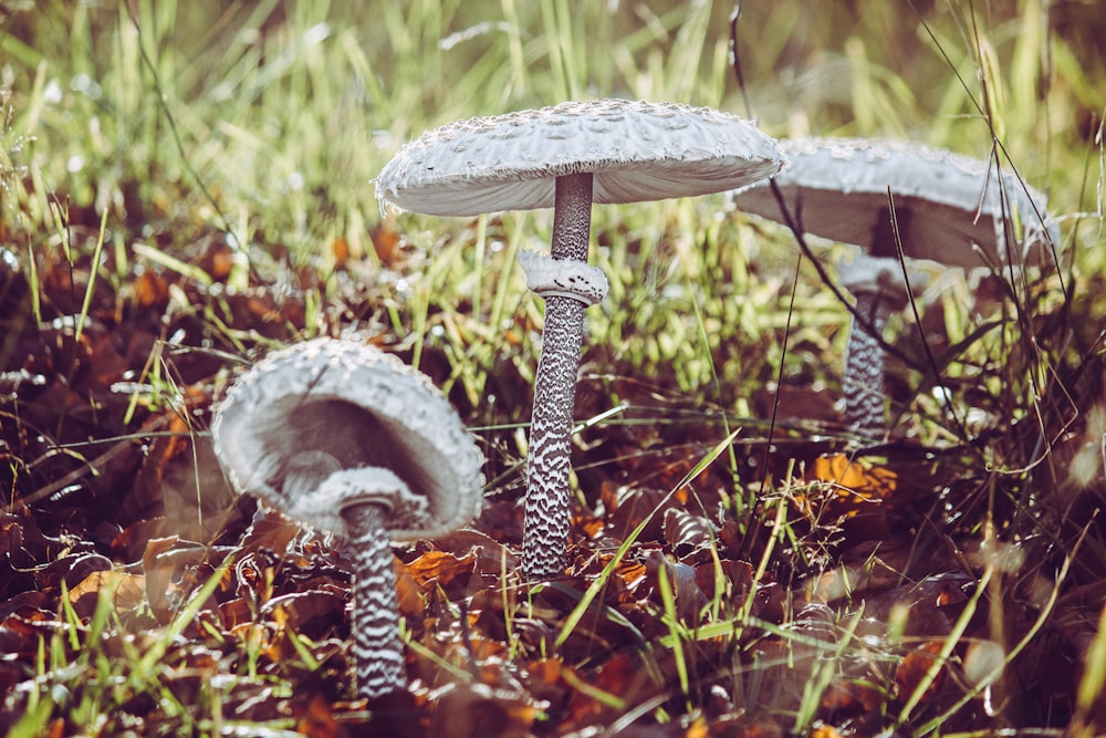 three brown-and-white mushrooms