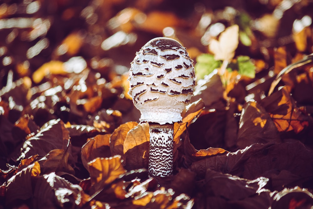 white and brown mushroom