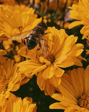 photo of brown and black bee on yellow flowers