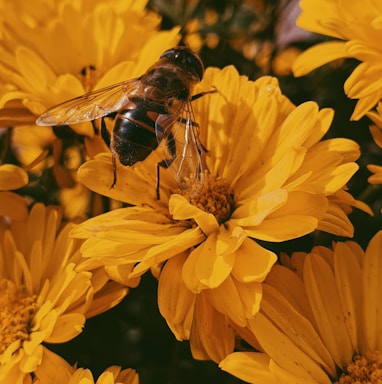 photo of brown and black bee on yellow flowers