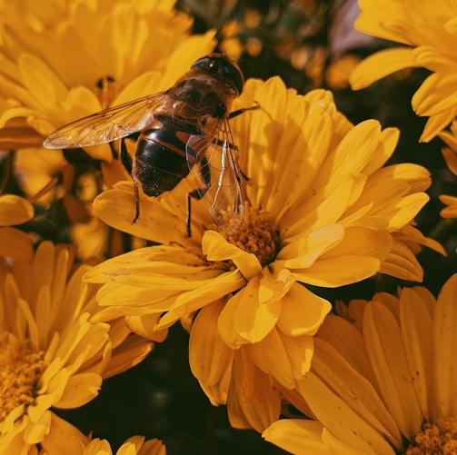 photo of brown and black bee on yellow flowers