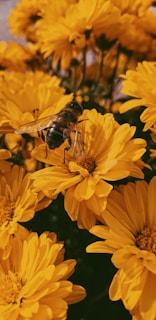 photo of brown and black bee on yellow flowers