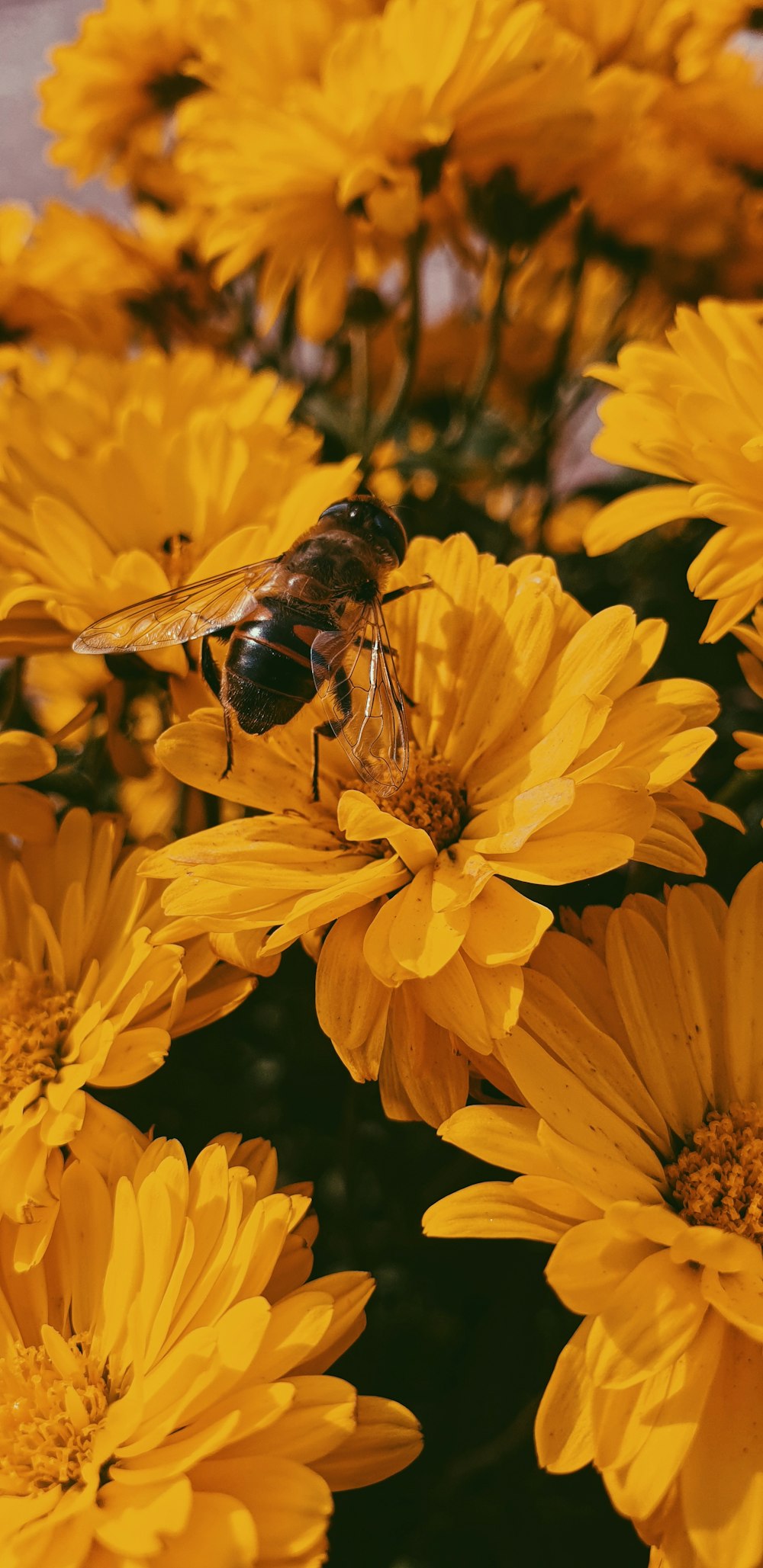 Foto de abeja marrón y negra en flores amarillas