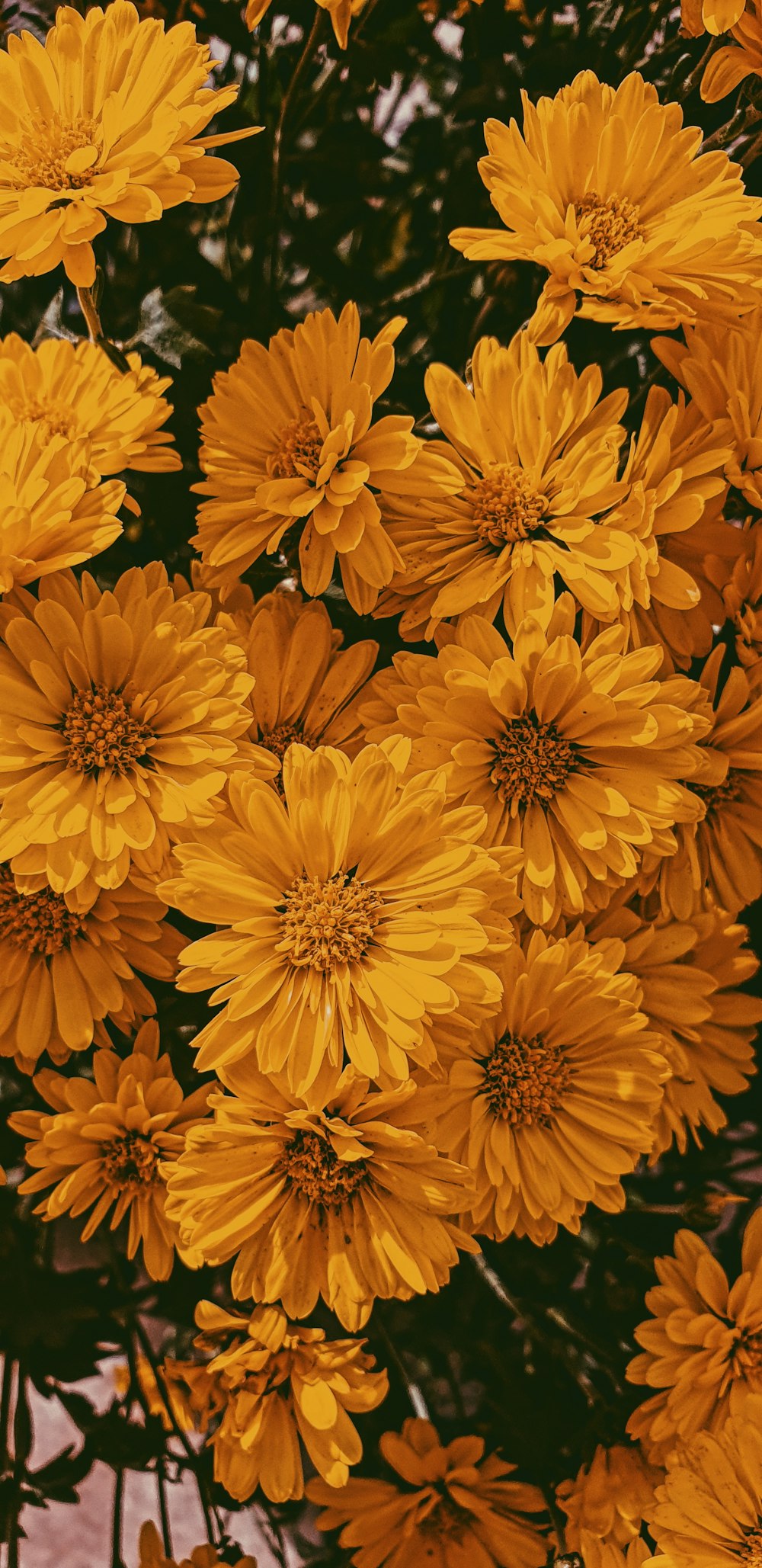 photo of yellow flowers