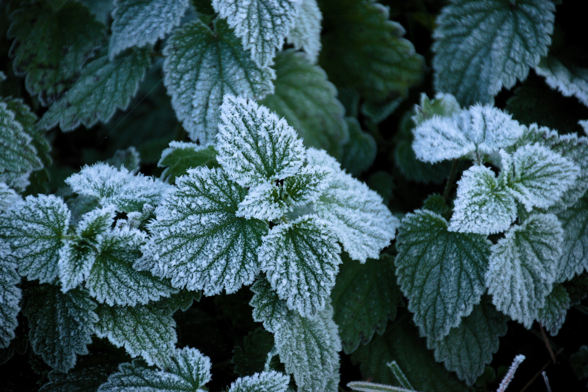Frosted stinging-nettles on a cold morning in November