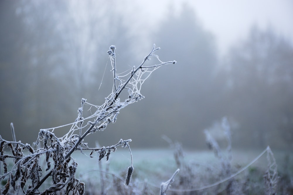 a frosty tree branch in the middle of a field