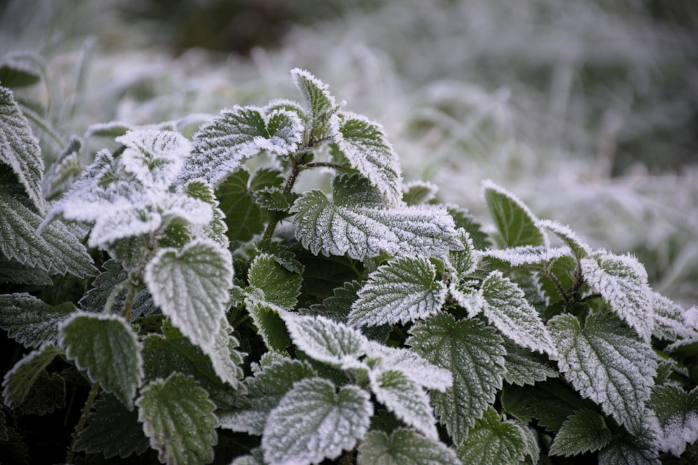 green leafed plants