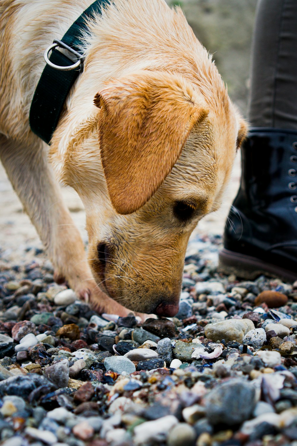 short-coated brown dog