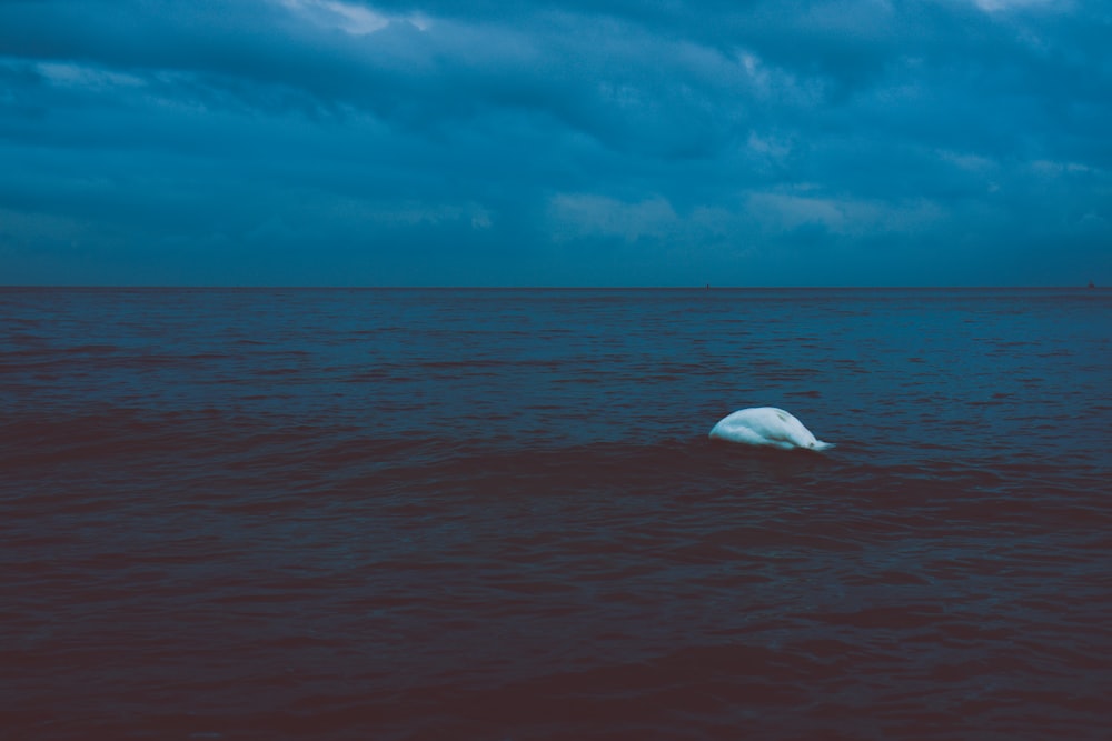 a white swan floating on top of a body of water