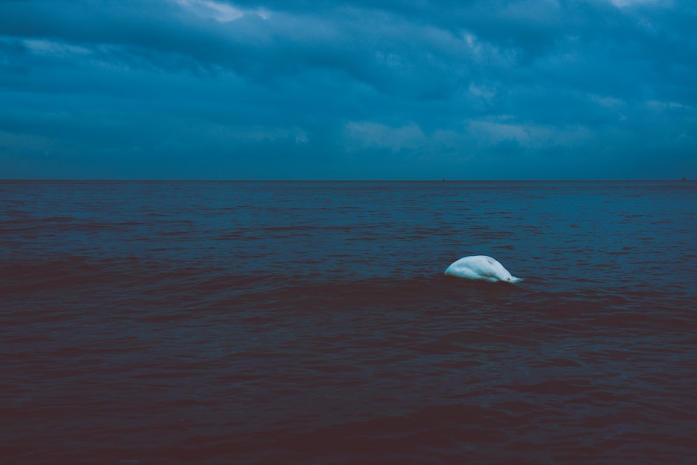 un cygne blanc flottant au-dessus d’un plan d’eau