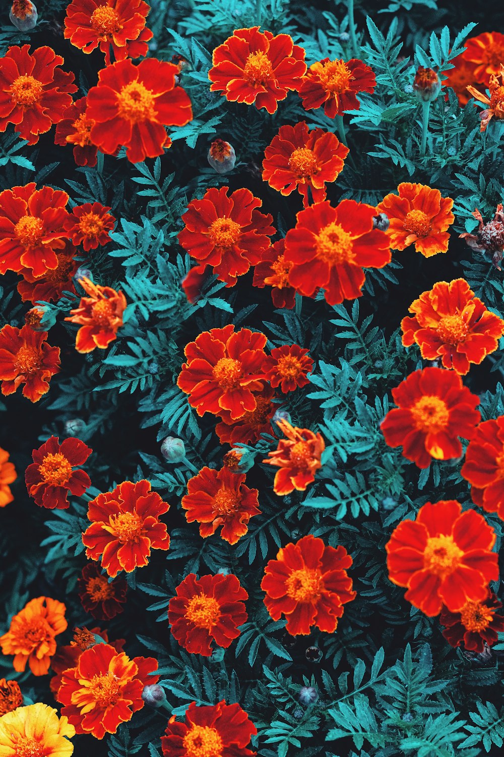 photo of red flowers