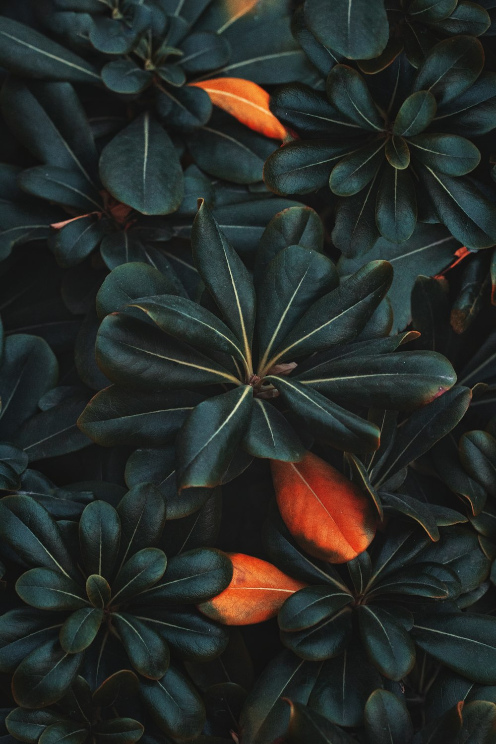 macro photography of green and orange leaf plant