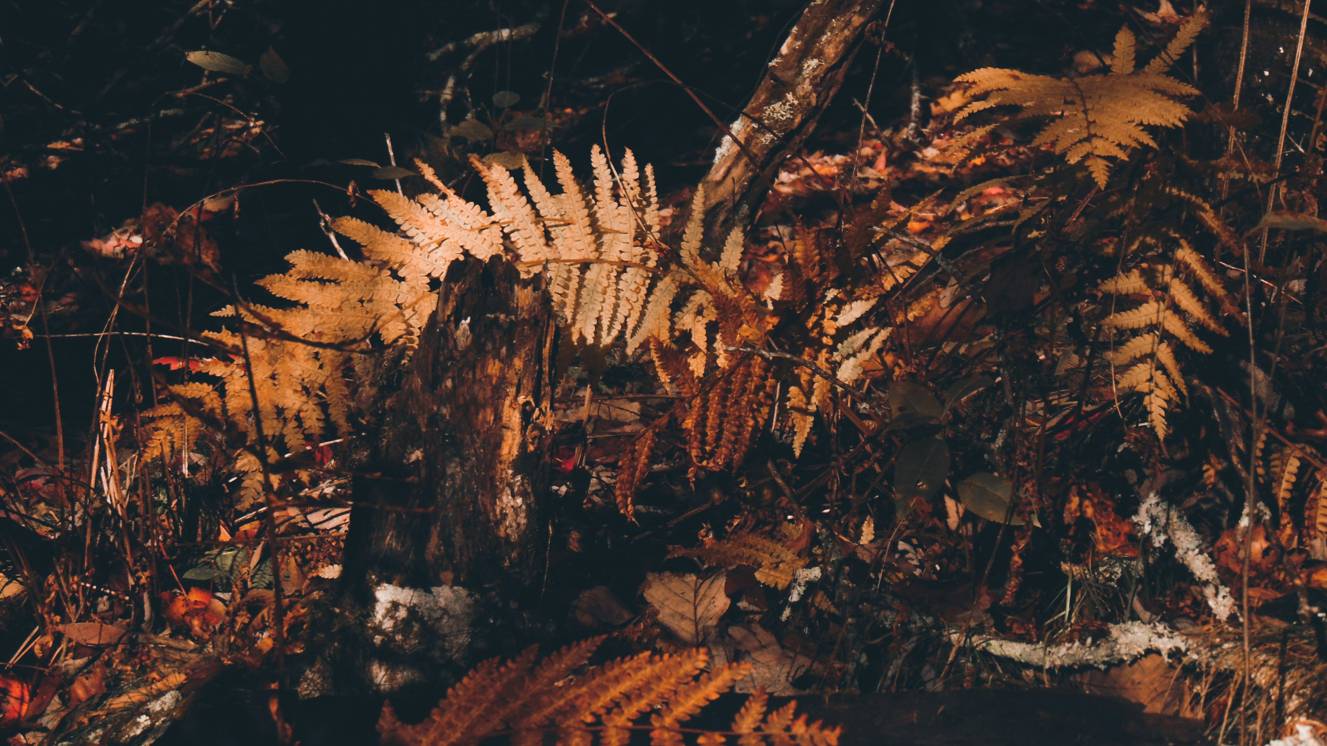 photo-1573499945802-2e935ab7e4f2?ixid=M3wxMjA3fDB8MXxzZWFyY2h8MTh8fGRld2FzY2F0dGVyfGVufDB8fHx8MTc0NDc1ODY5NXww\u0026ixlib=rb-4.0.3