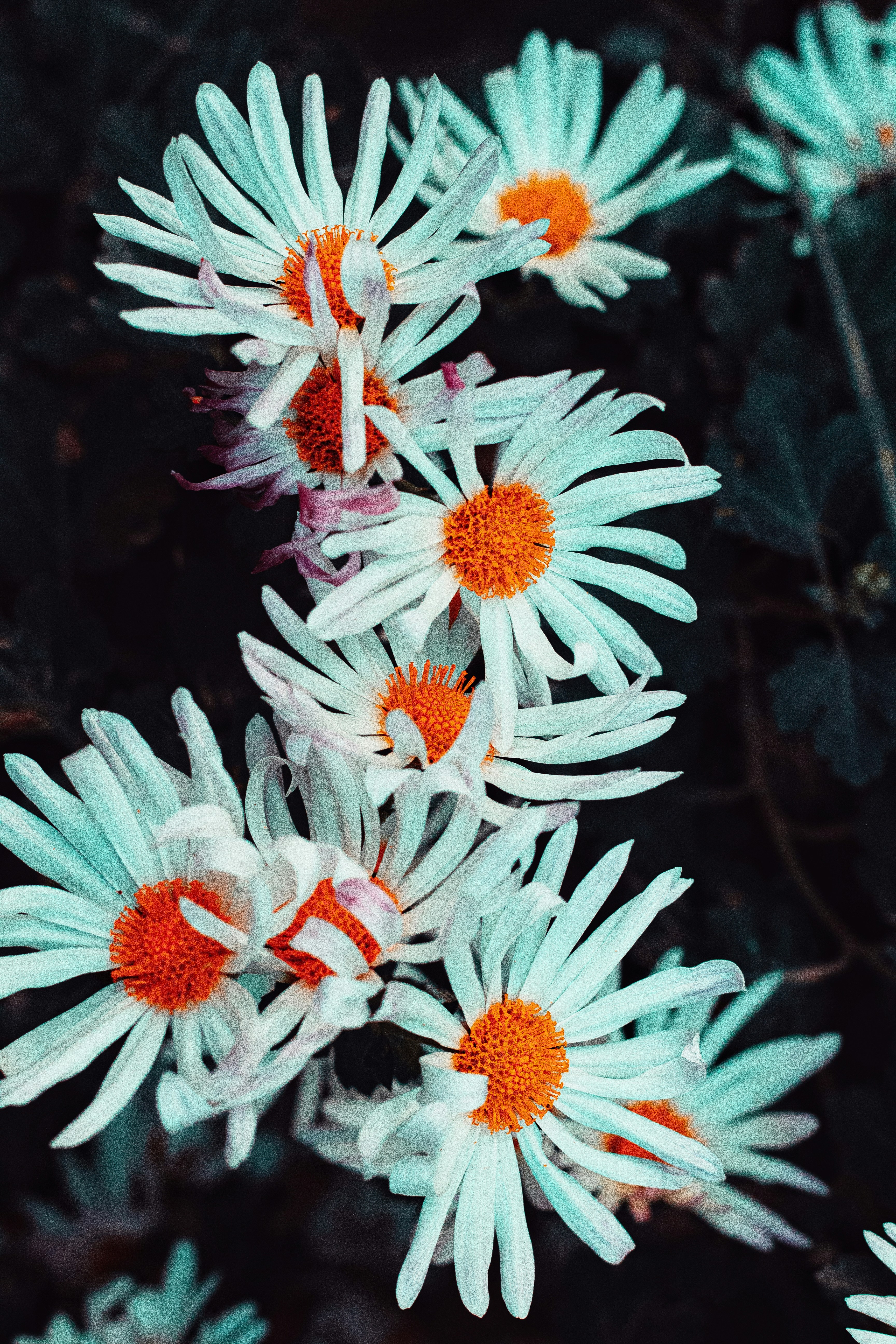 Teal Daisy flowers photo Free Flower Image on Unsplash