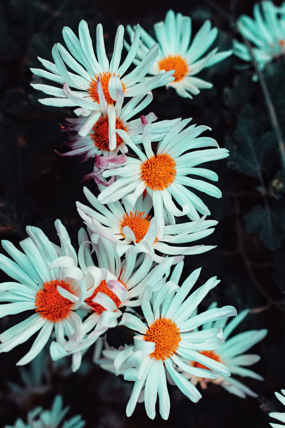 ティールデイジーの花