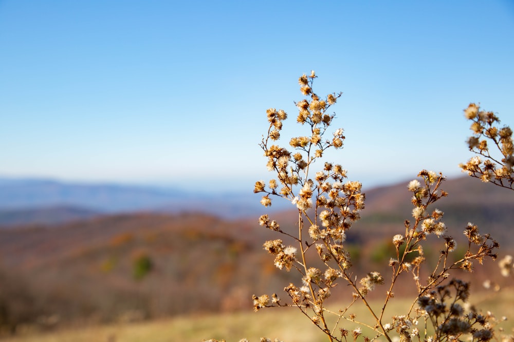 brown leafed plant