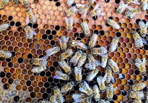 Close-up of bees working inside a natural honeycomb structure