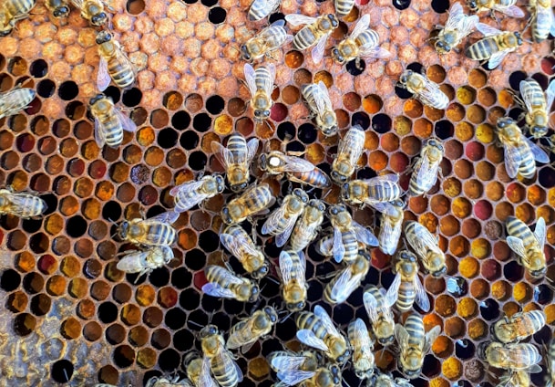 Close-up of a vibrant honey bee queen surrounded by busy worker bees on a honeycomb.