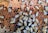 A close-up view of a busy beehive, with numerous bees crawling over a honeycomb structure filled with hexagonal cells.