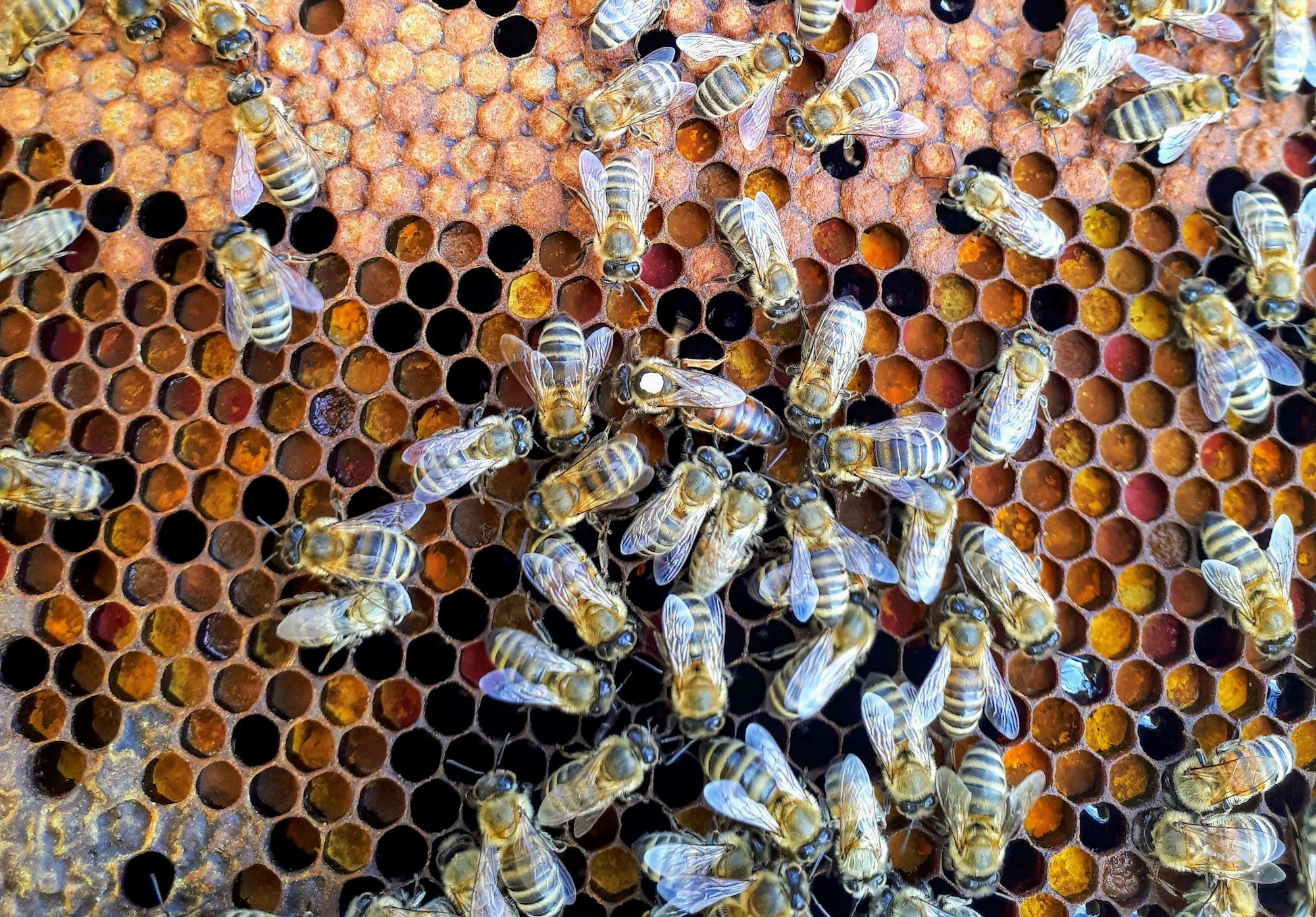 Queen bee surrounded by workers that are influenced by pheromones