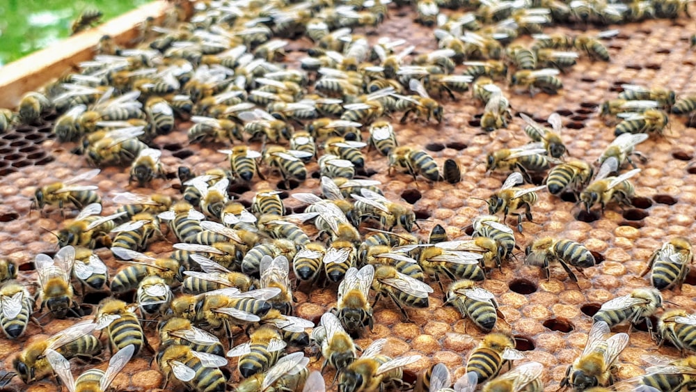 yellow-and-black bees