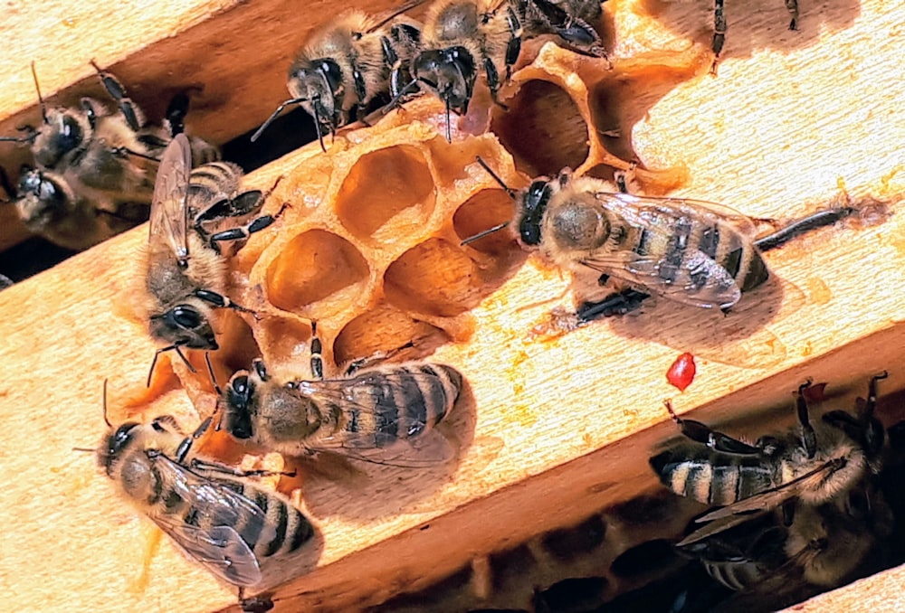 black and brown bee lot