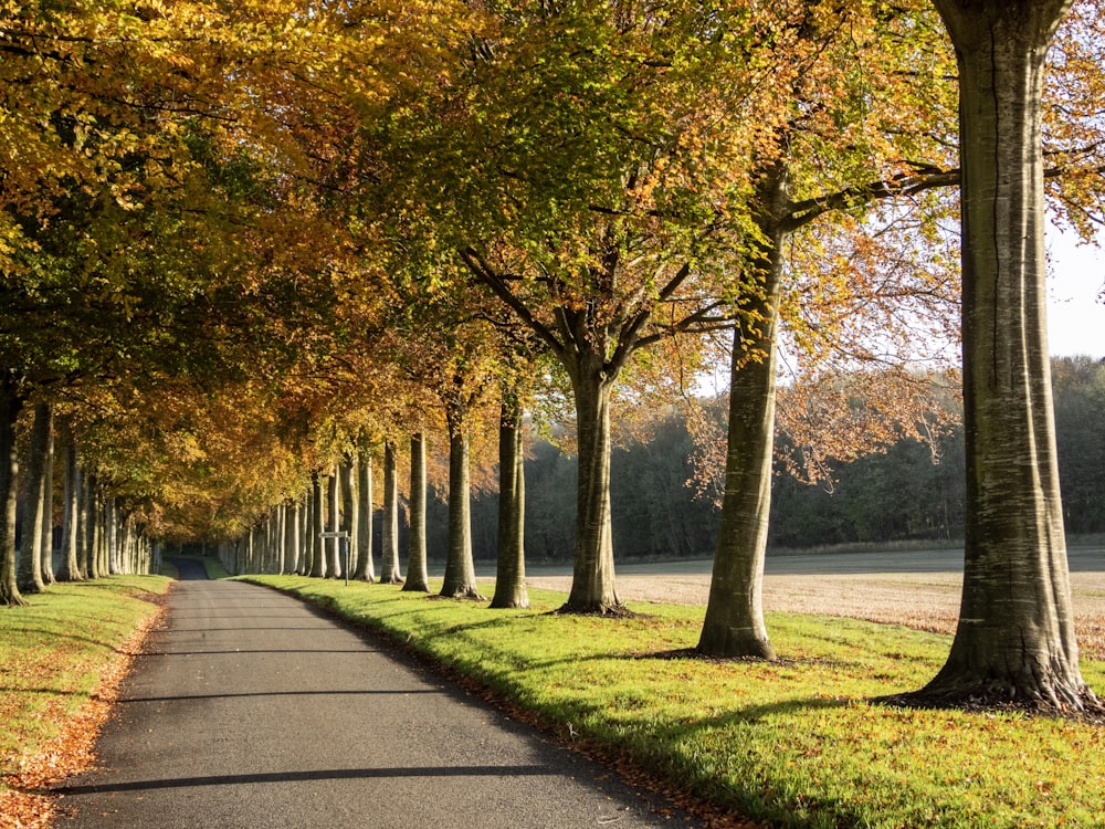 road between orange trees